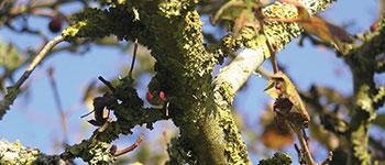 La bio-indication (analyse des lichens)